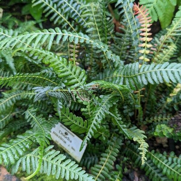 Blechnum maximum ഇല