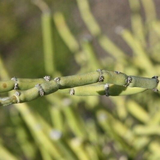 Cynanchum viminale Bark