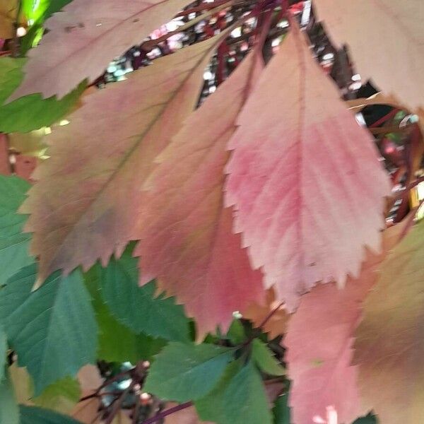 Parthenocissus inserta Blad