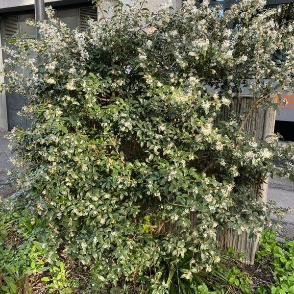 Osmanthus × burkwoodii ശീലം