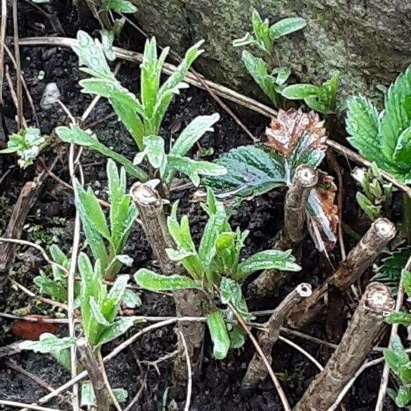 Artemisia dracunculus 葉