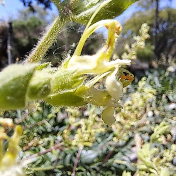 Teucrium flavum Kukka