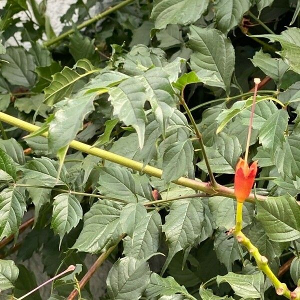 Campsis radicans Folha