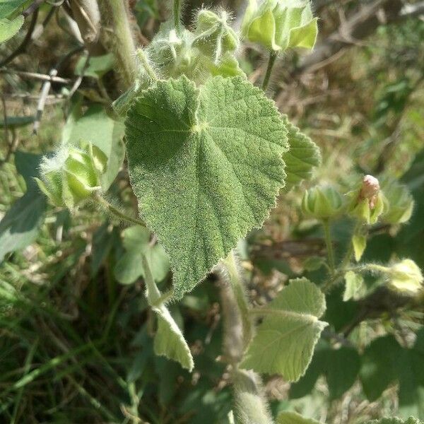 Abutilon grandifolium পাতা