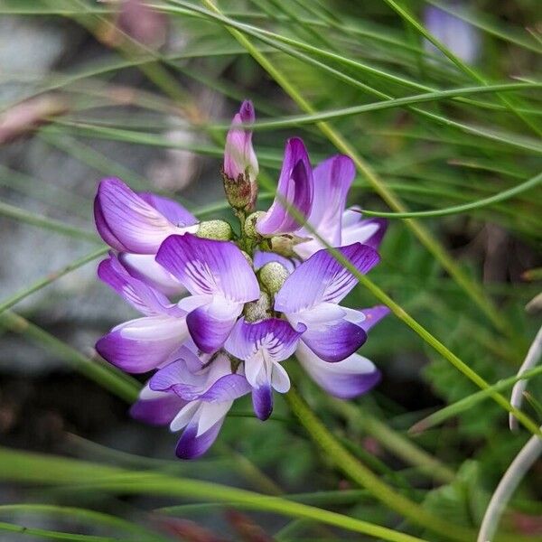 Astragalus alpinus Flower