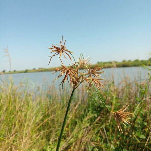 Cyperus articulatus Folio