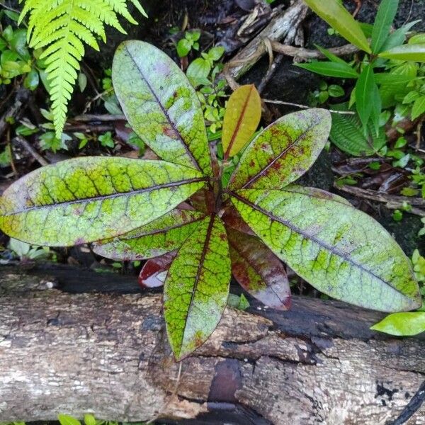 Diospyros borbonica Folio