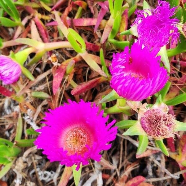 Carpobrotus aequilaterus Floare