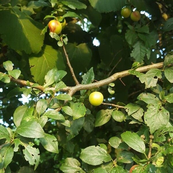 Prunus domestica Листок