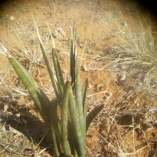 Sansevieria dawei Kukka