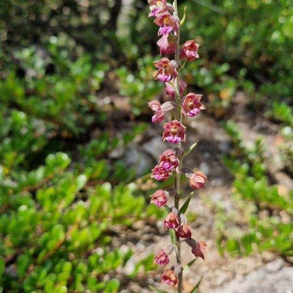 Epipactis atrorubens Flower