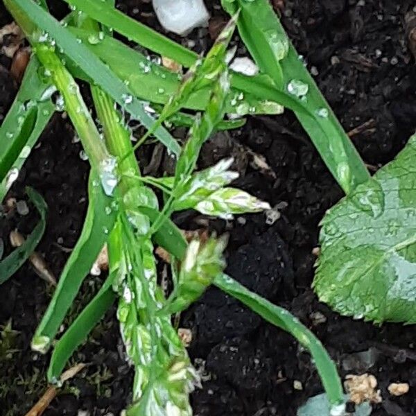 Poa annua Blomst