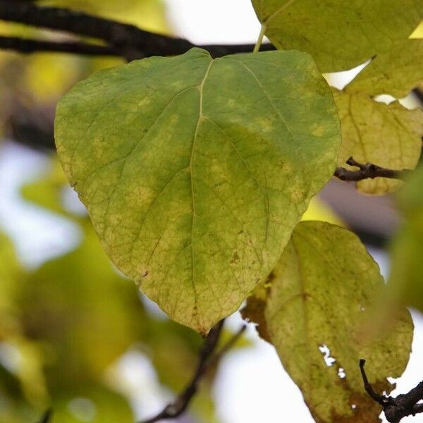 Catalpa ovata Φύλλο