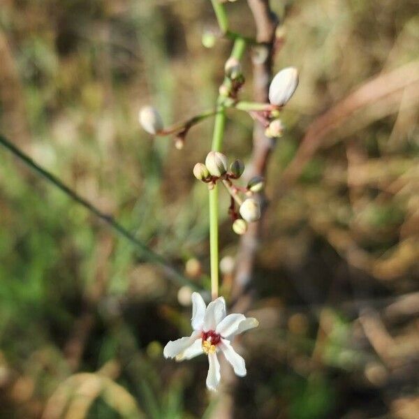 Moringa peregrina Çiçek