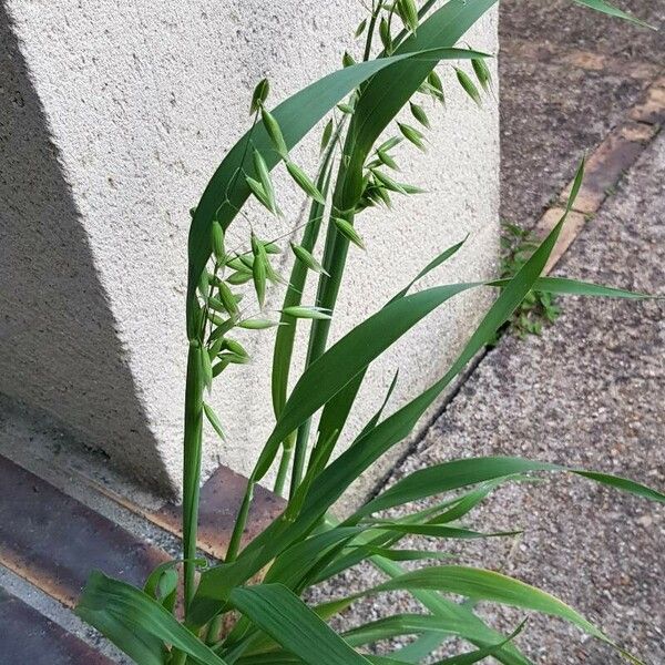 Avena sativa आदत