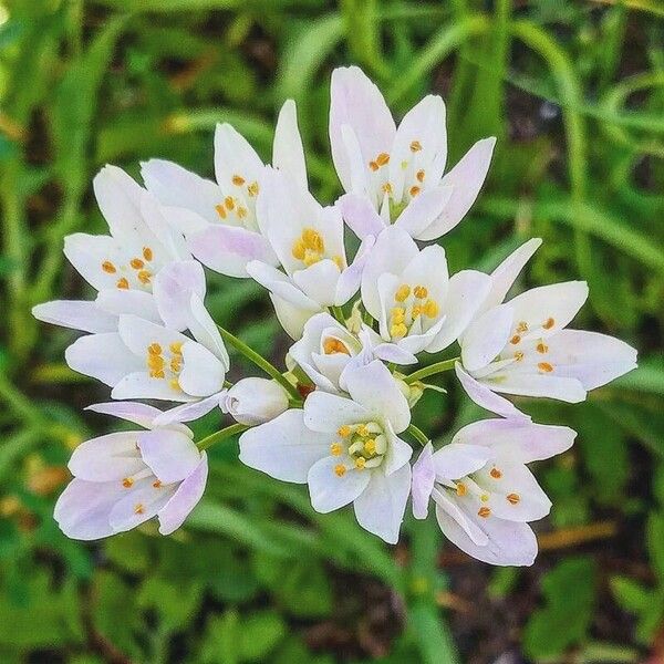 Allium roseum Blüte