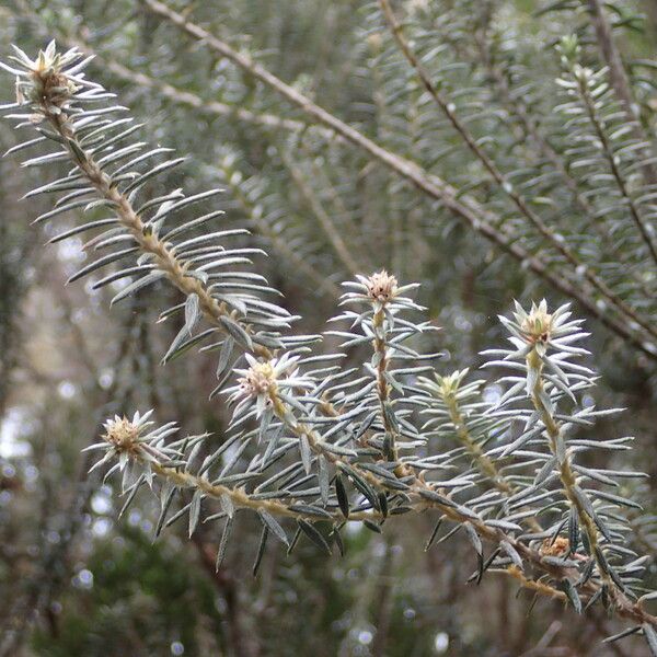 Phylica nitida Altres