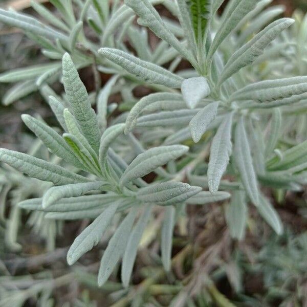 Lavandula dentata Blatt