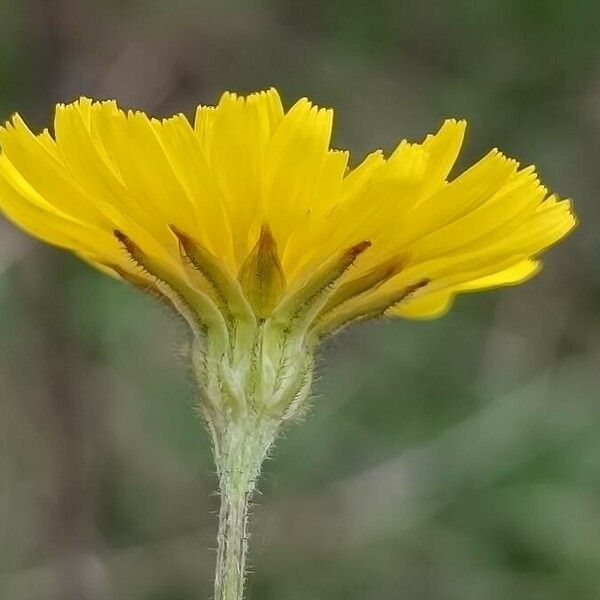 Crepis sancta Floare