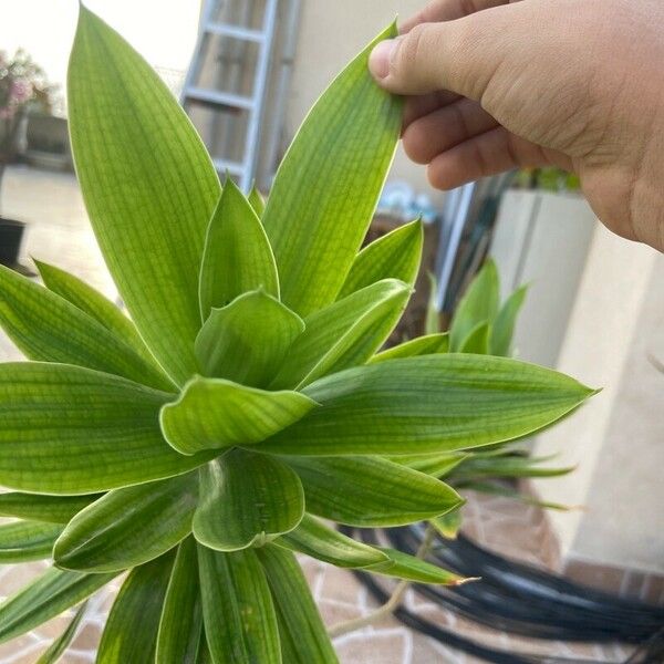 Callisia fragrans List