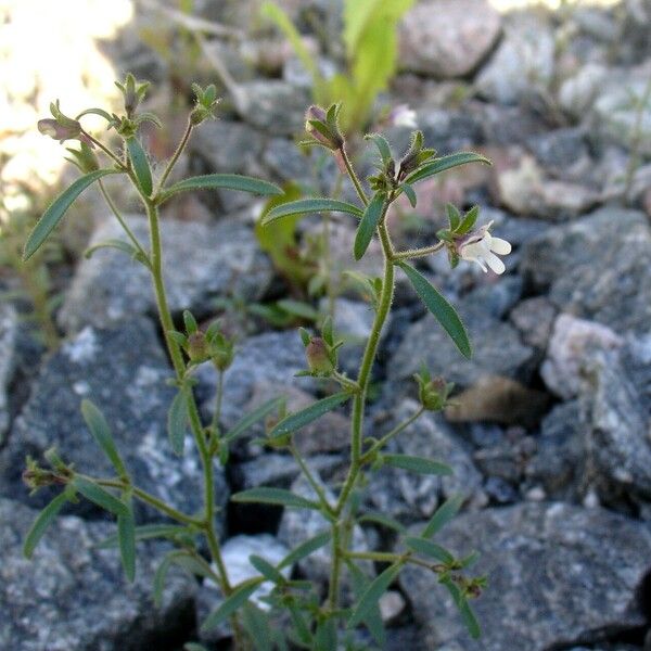 Chaenorhinum minus Floare