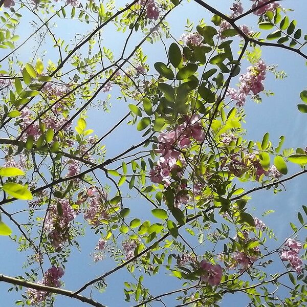 Robinia neomexicana Іншае