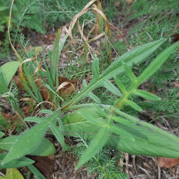 Knautia arvensis 葉