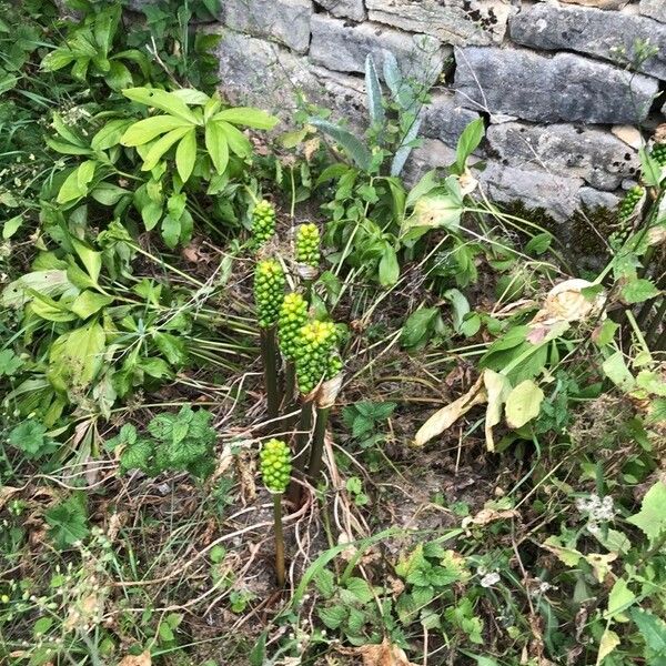 Arum pictum Fruit