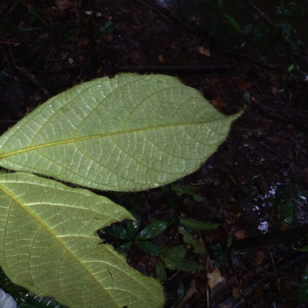 Cordia nodosa Leaf