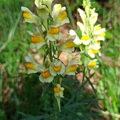 Linaria vulgaris Floro