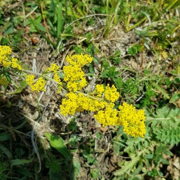 Galium verum Blüte