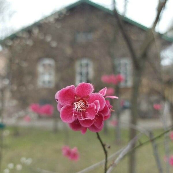 Prunus mume Floare