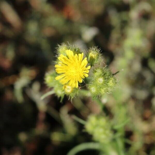 Crepis setosa Žiedas