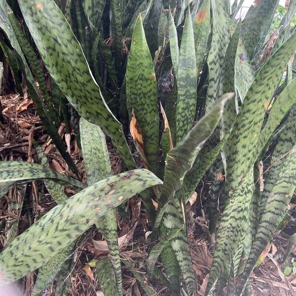 Dracaena zeylanica Hoja