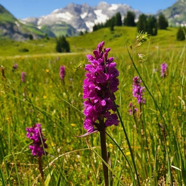 Dactylorhiza majalis Flower