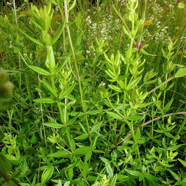 Galium boreale Лист