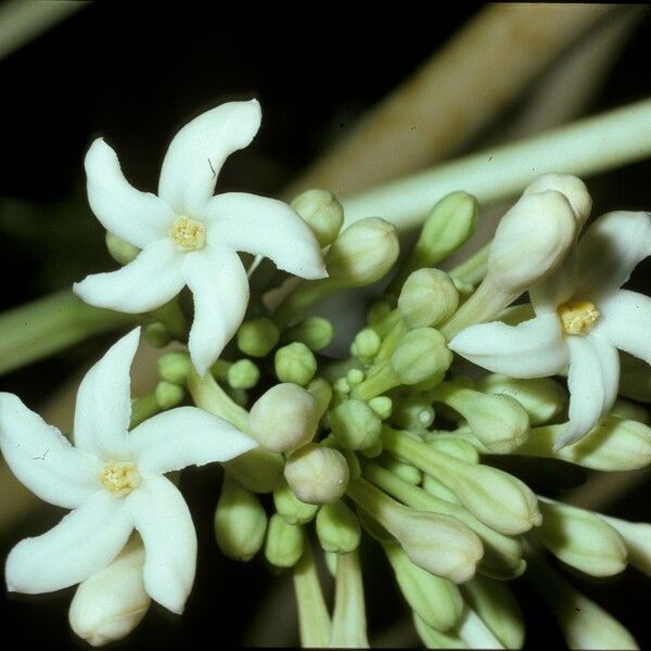 Carica papaya Flower