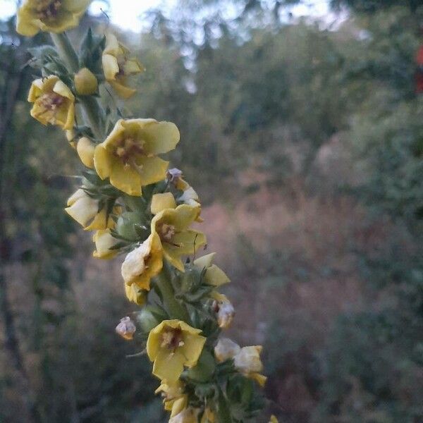 Verbascum virgatum Květ