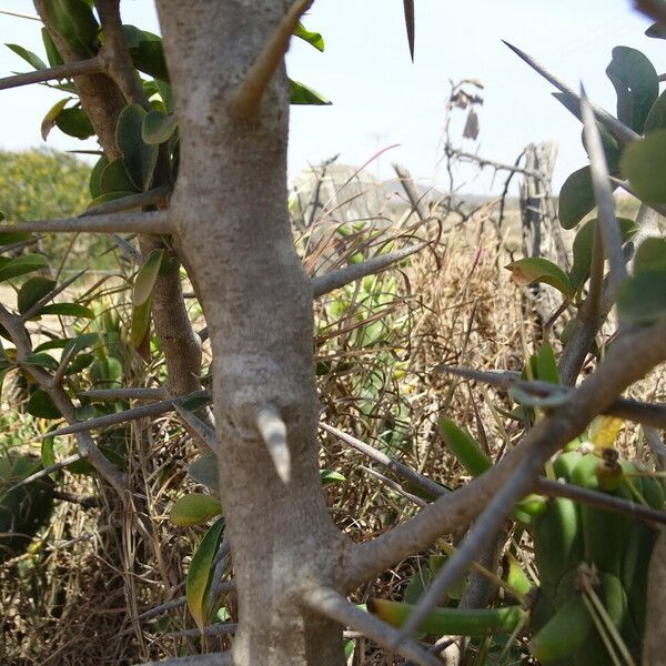 Ximenia americana Bark