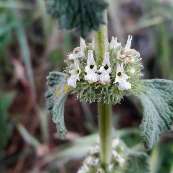 Marrubium vulgare Flor