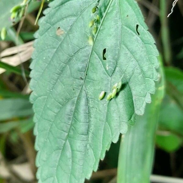 Acalypha poiretii পাতা