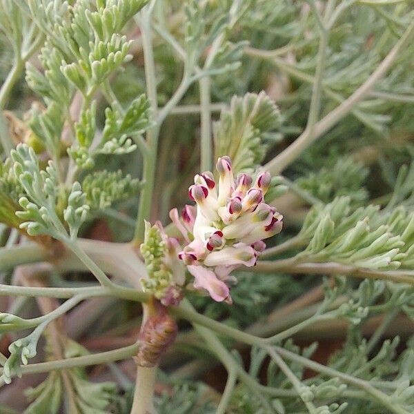 Fumaria parviflora Kukka