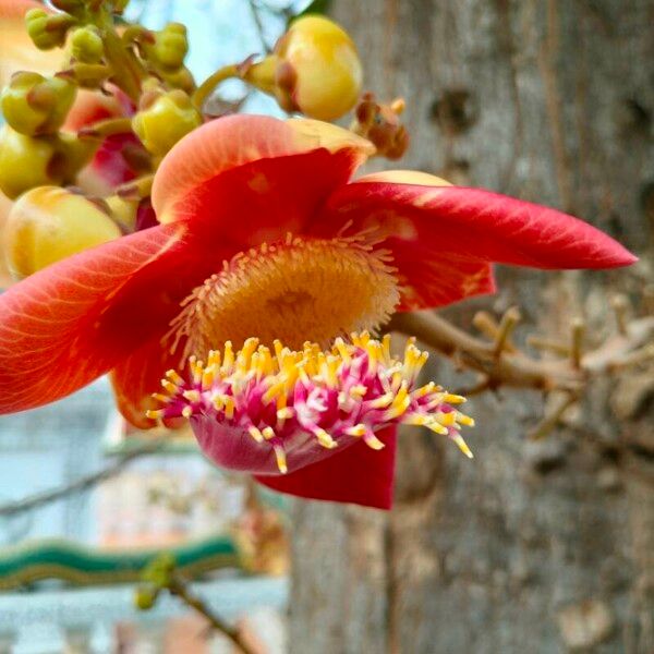 Couroupita guianensis Fleur