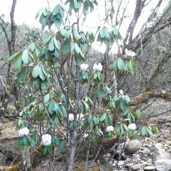 Rhododendron uvariifolium Агульны выгляд