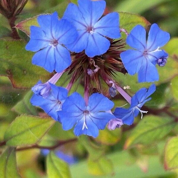 Ceratostigma willmottianum Žiedas