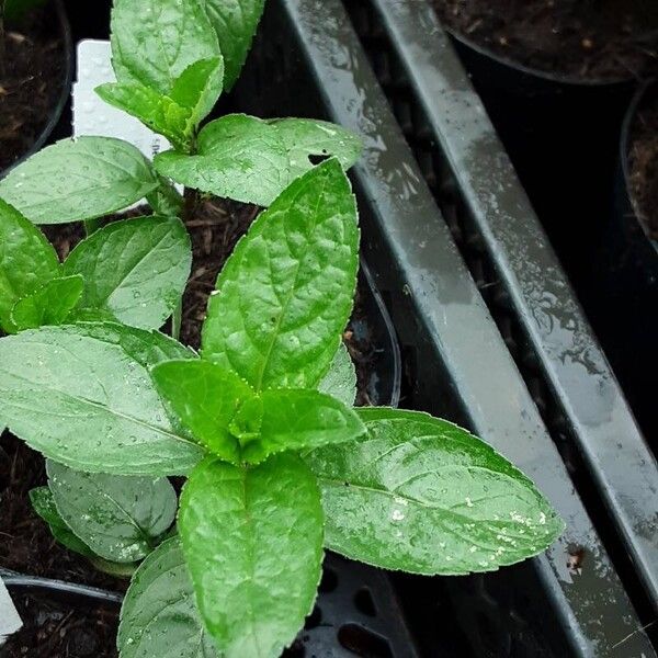 Mentha × piperita Leaf