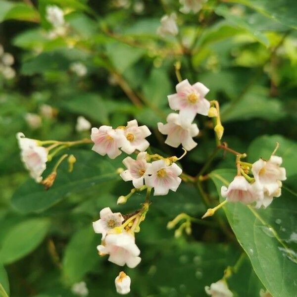 Apocynum androsaemifolium Flower