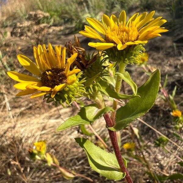 Grindelia integrifolia Flower