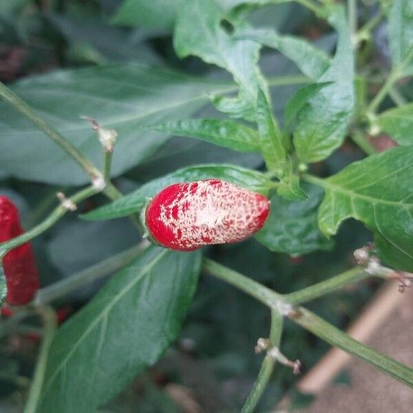 Capsicum frutescens Vaisius