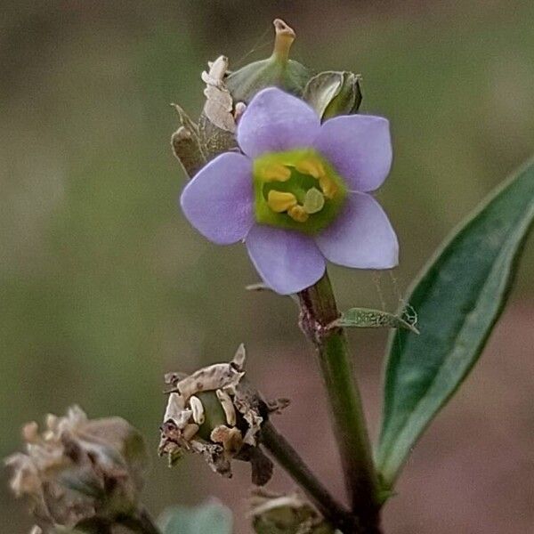 Exacum oldenlandioides Fiore